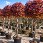 Ambrovník styraxový (Liquidambar styraciflua) ´GUMBALL´- výška 170-200 cm, C35L - TVAROVANÝ TROJKMEŇ